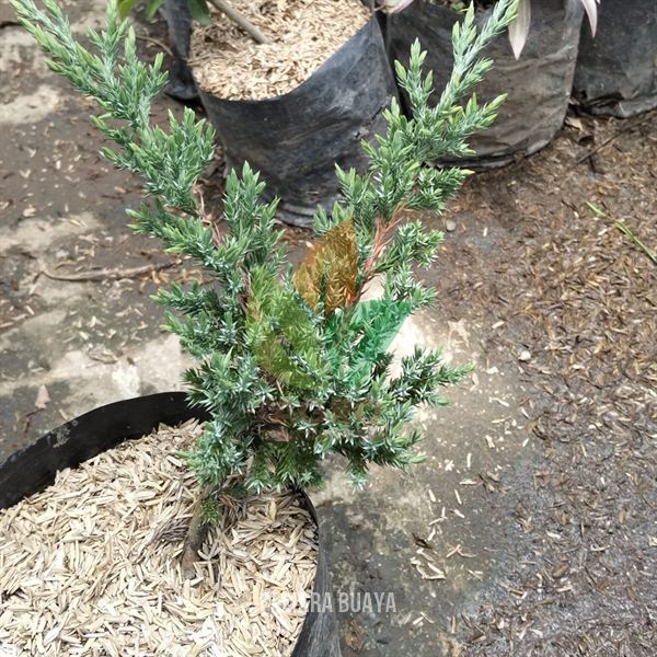 Cemara Buaya Bonsai