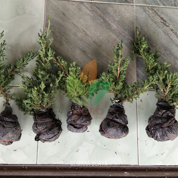 Cemara Buaya Bonsai