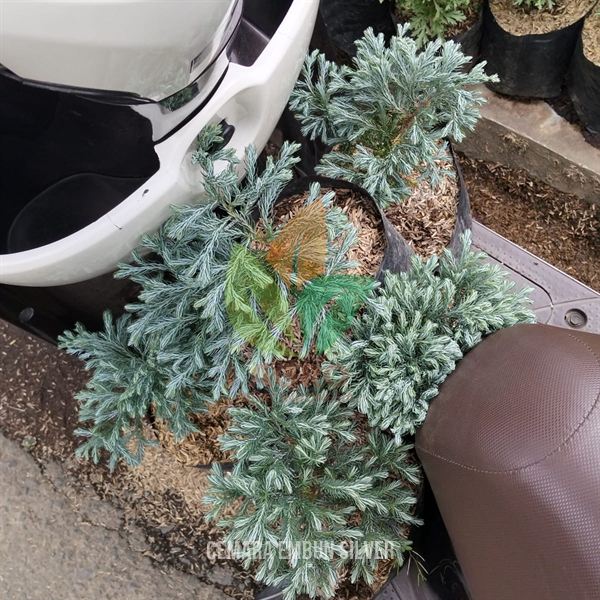 Kirim Cemara Embun Silver dan Cemara Buaya ke-Jakarta