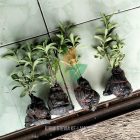 Kirim Bibit Tanaman Stevia Pemanis Alami ke-Lampung