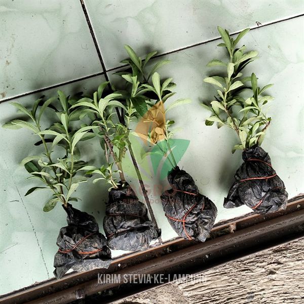 Kirim Bibit Tanaman Stevia Pemanis Alami ke-Lampung