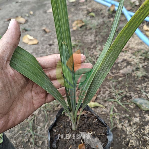 Palem Bismarkia Anakan