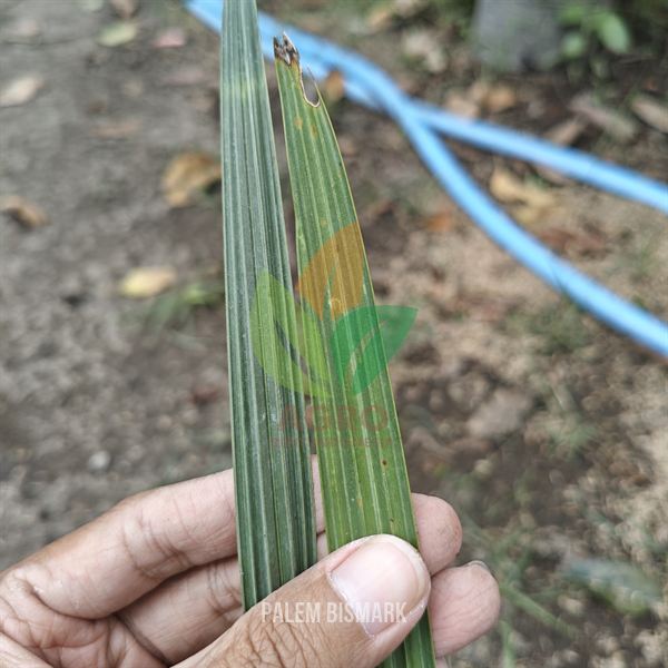 Palem Bismarkia Anakan