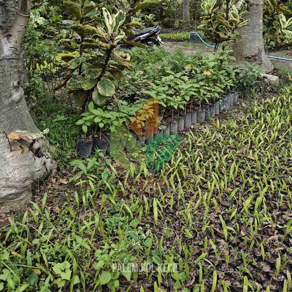 Palem Kol Kipas Anakan