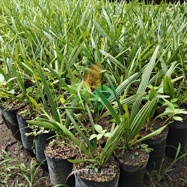 Palem Kol Kipas Anakan