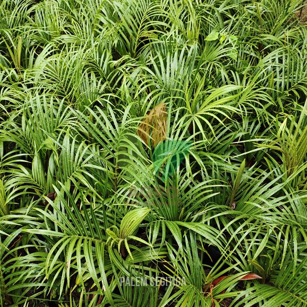 Palem Segitiga Dypsis