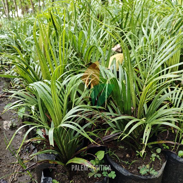 Palem Segitiga Dypsis