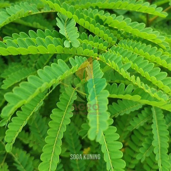 Pohon Soga Bunga Kuning