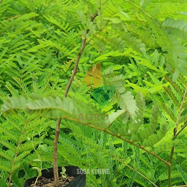 Pohon Soga Bunga Kuning