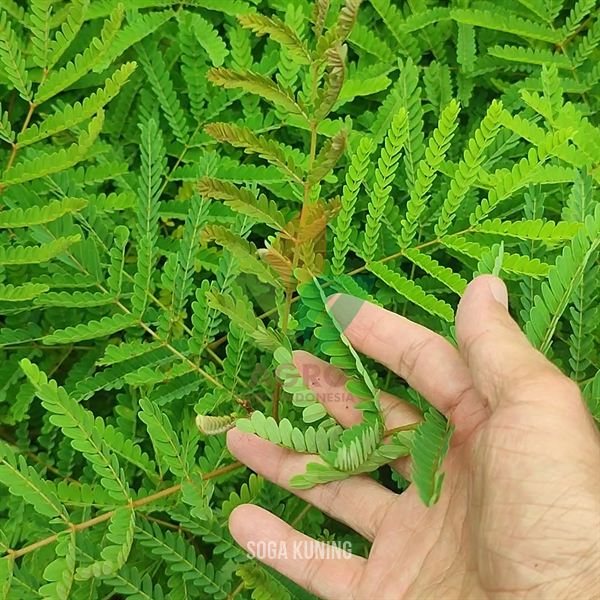 Pohon Soga Bunga Kuning