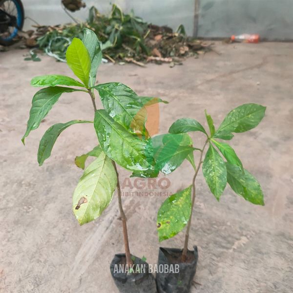 Pohon Baobab Digitata Anakan