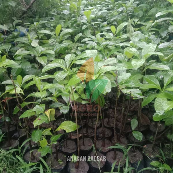 Pohon Baobab Anakan