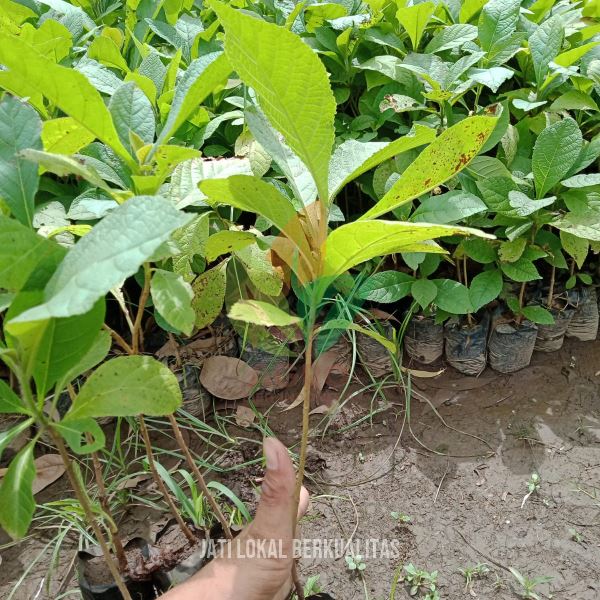 Jati Unggul Khusus Proyek