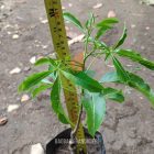jual bibit Pohon Baobab Grandidieri