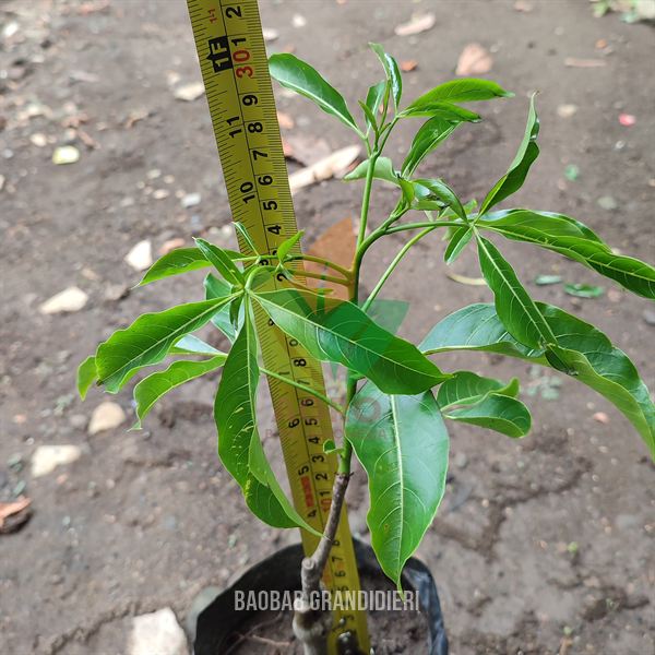 jual bibit Pohon Baobab Grandidieri