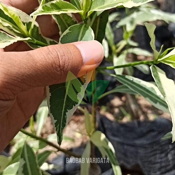 Pohon Baobab Varigata