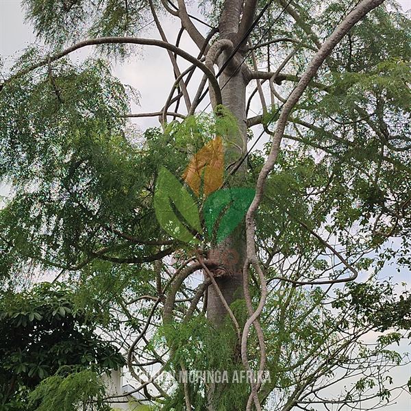 Biji Moringa Kelor Afrika