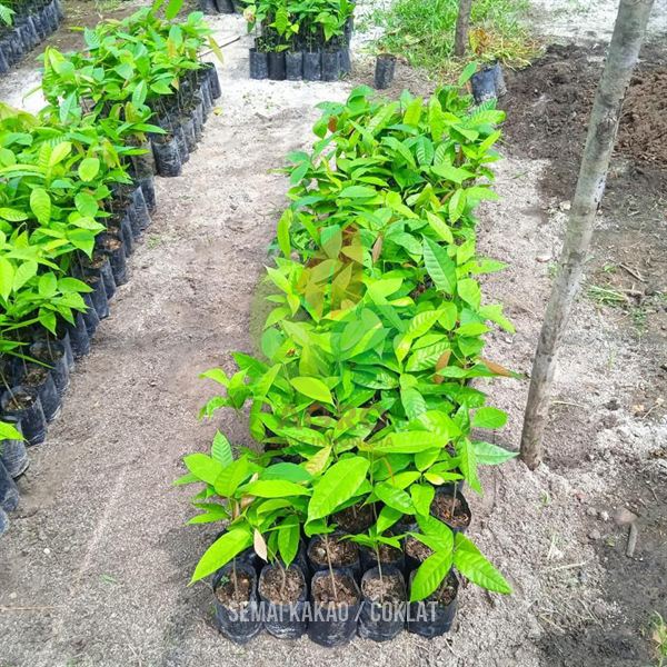 Biji Kakao ICCRI-09 Sertifikat