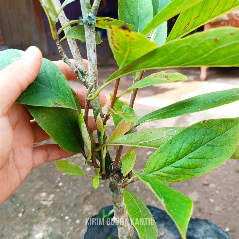 Kirim 4 Bunga Kantil Langka Asli ke-Bantul DIY