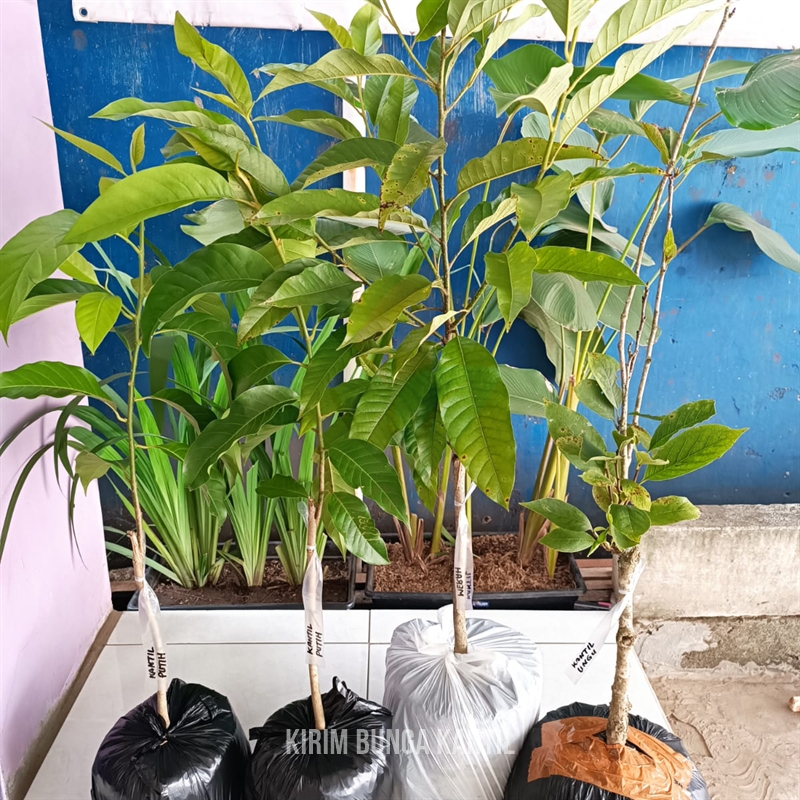 Kirim 4 Bunga Kantil Langka Asli ke-Bantul DIY