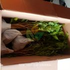Kirim 300 Bibit Tabebuya ke-Samarinda Kalimantan Timur
