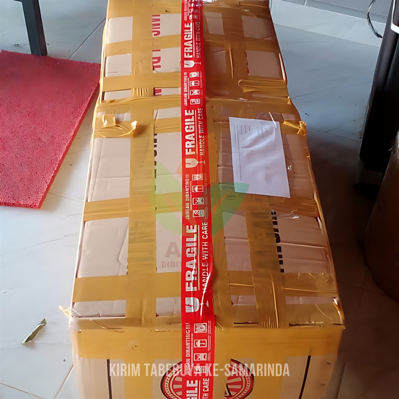 Kirim 300 Bibit Tabebuya ke-Samarinda Kalimantan Timur