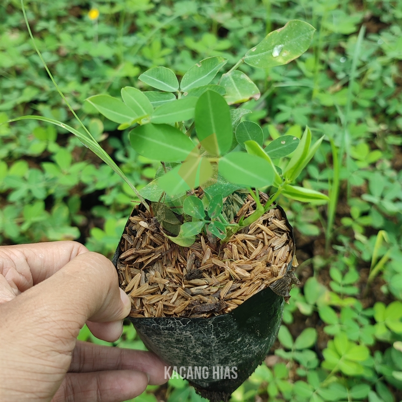 Taman Kacang Kacangan Landep