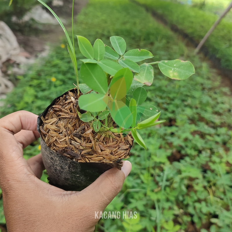 Taman Kacang Kacangan Landep
