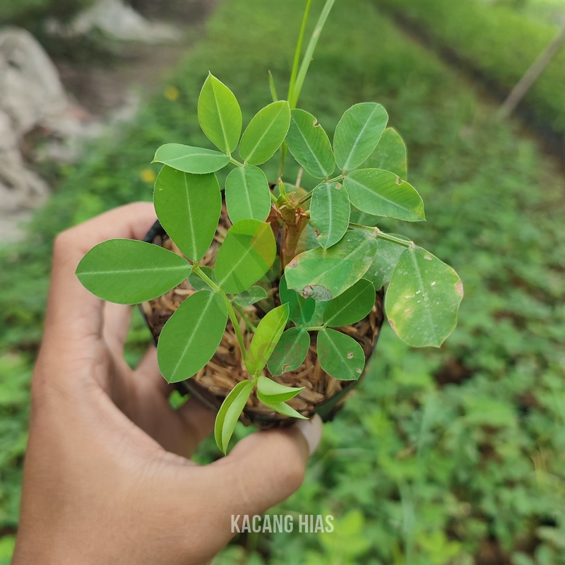 Taman Kacang Kacangan Landep