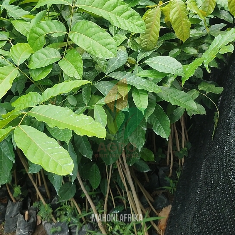 Pohon Mahoni Afrika Khaya SPP