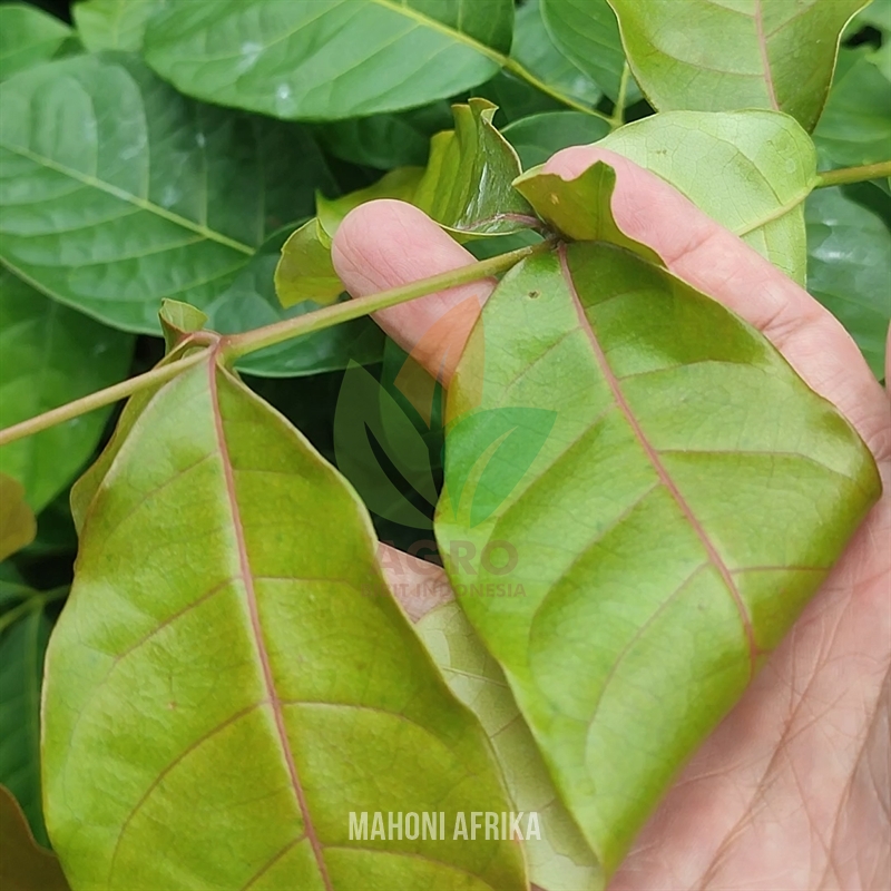 Pohon Mahoni Afrika Khaya SPP