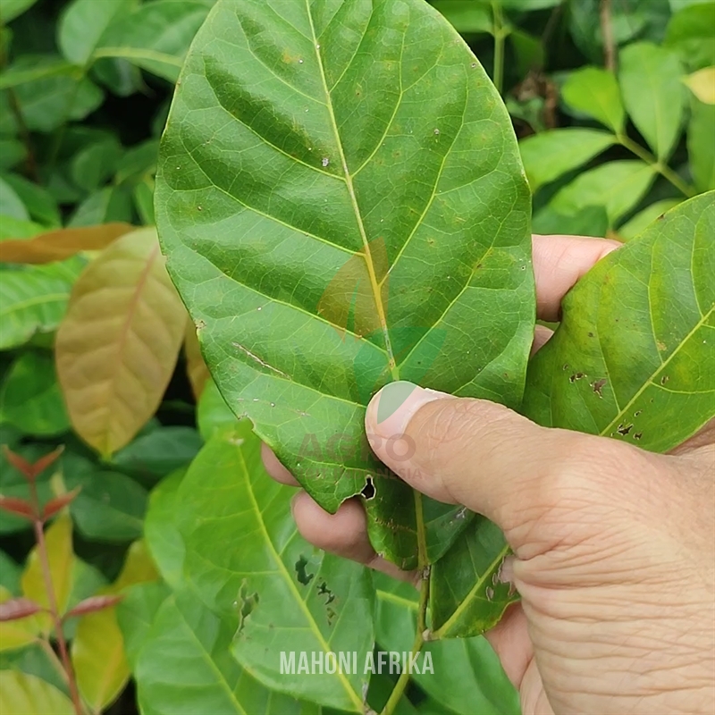 Pohon Mahoni Afrika Khaya SPP