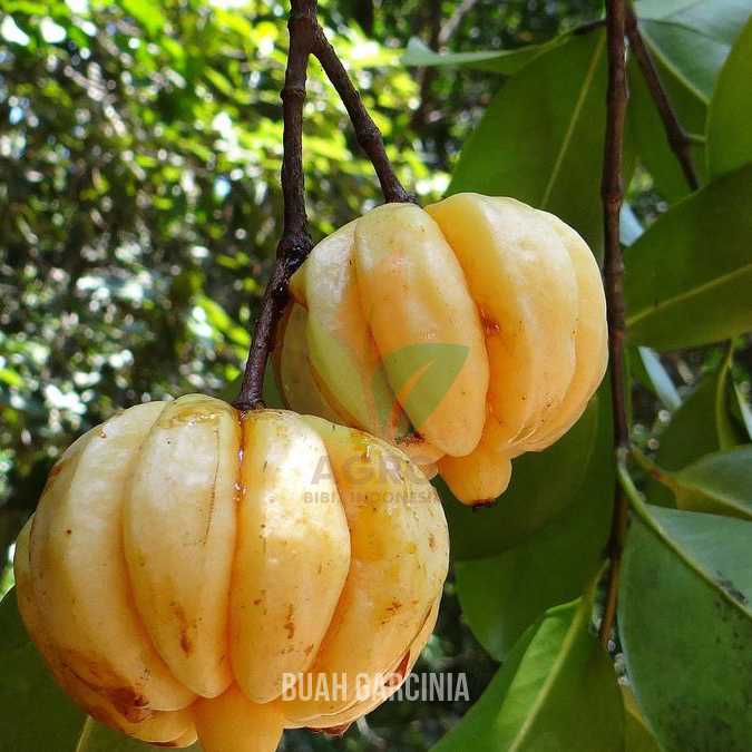 Garcinia Nangka Taiwan Asli