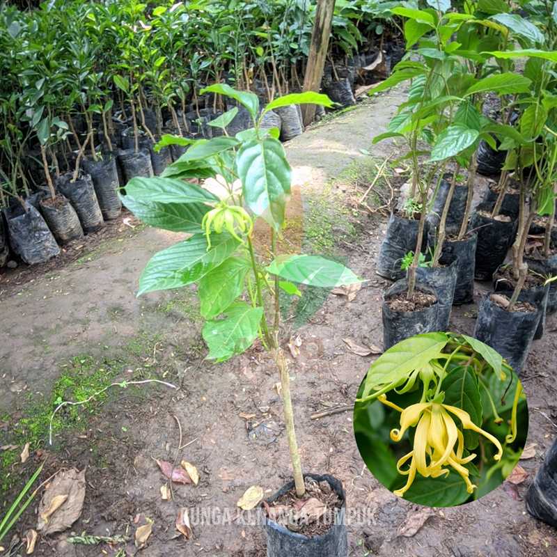 Bunga Kenanga Tumpuk