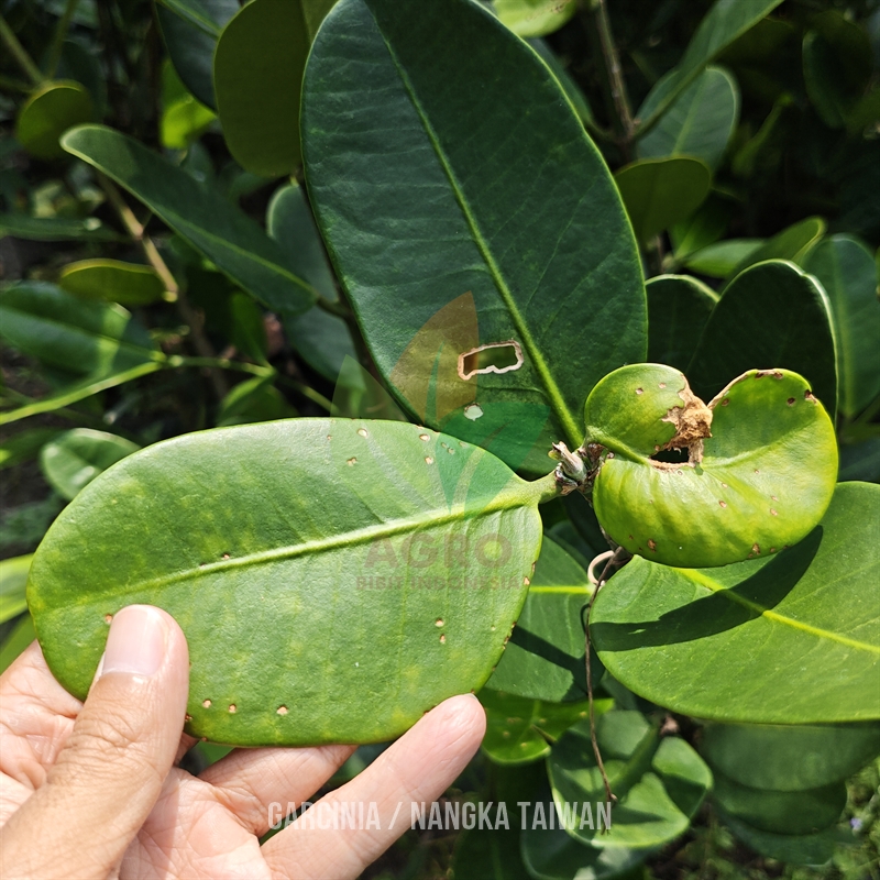 Garcinia Nangka Taiwan Asli