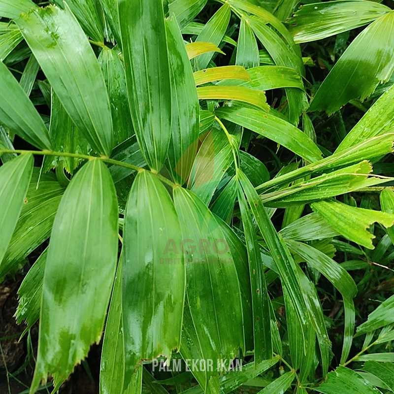 Tanaman Palem Ekor Ikan