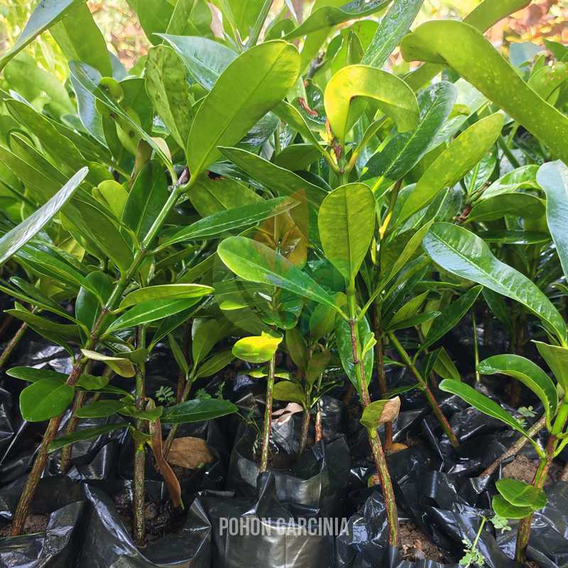 Garcinia Nangka Taiwan Asli