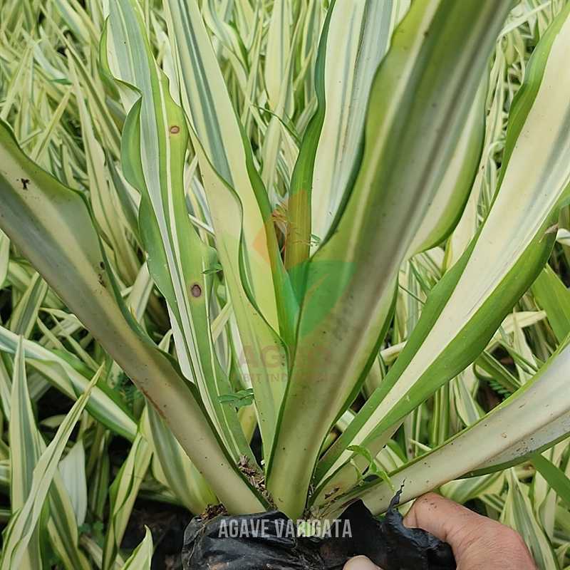 Agave Putih Varigata