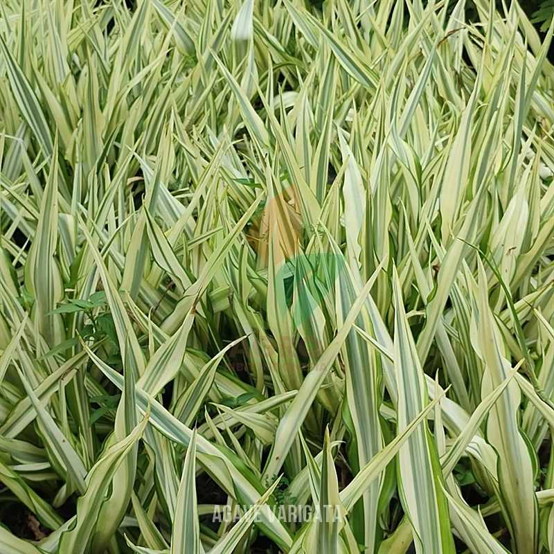 Agave Putih Varigata