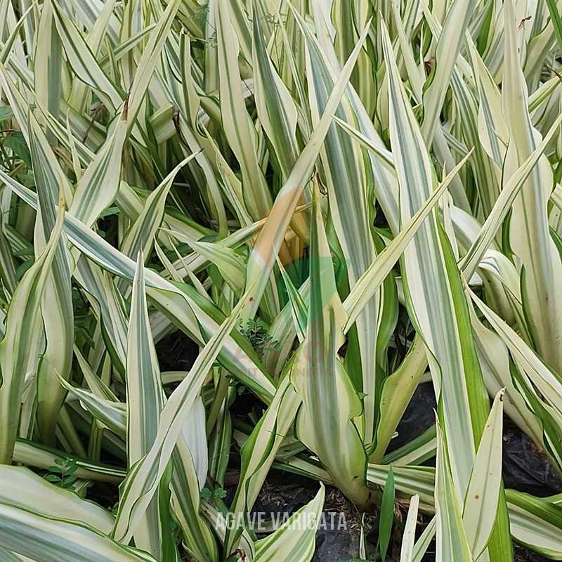 Agave Putih Varigata
