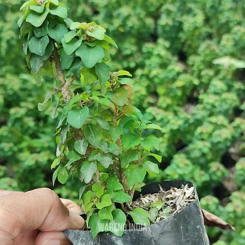 Wareng India Bonsai
