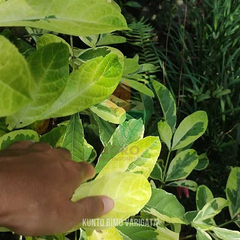 Pohon Kunto Bimo Varigata