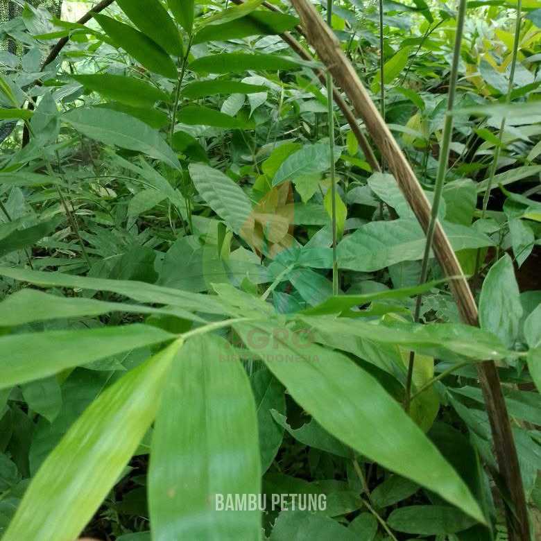 Bambu Petung Kultur Jaringan
