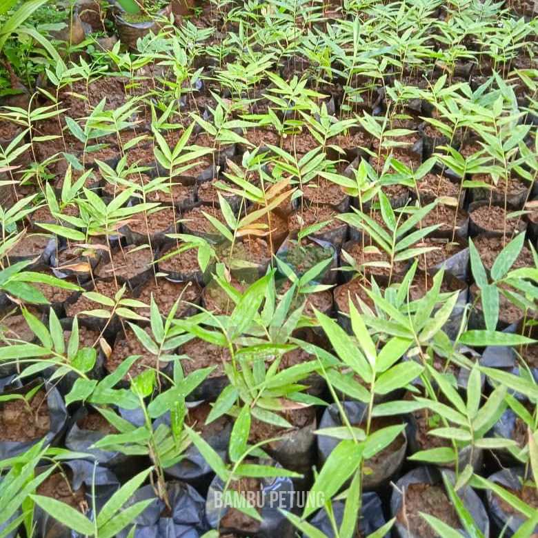 Bambu Petung Kultur Jaringan