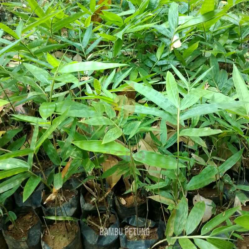 Bambu Petung Kultur Jaringan