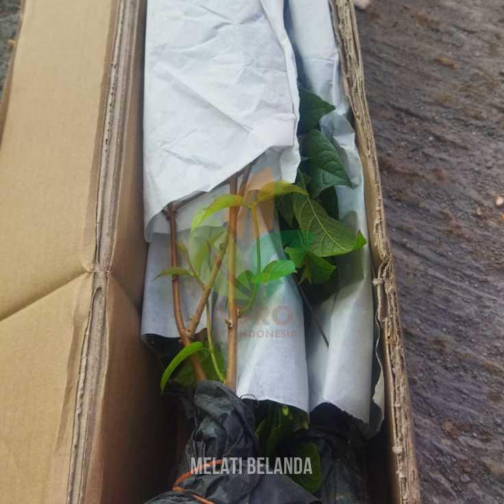 Bibit Tanaman Bunga Melati Belanda Menuju Karanganyar