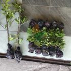 Sobat Agro di Bogor Tanam Daun Mint di Rumah