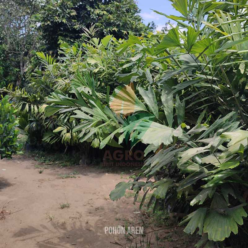 Pohon Aren 2-3 Meter UP