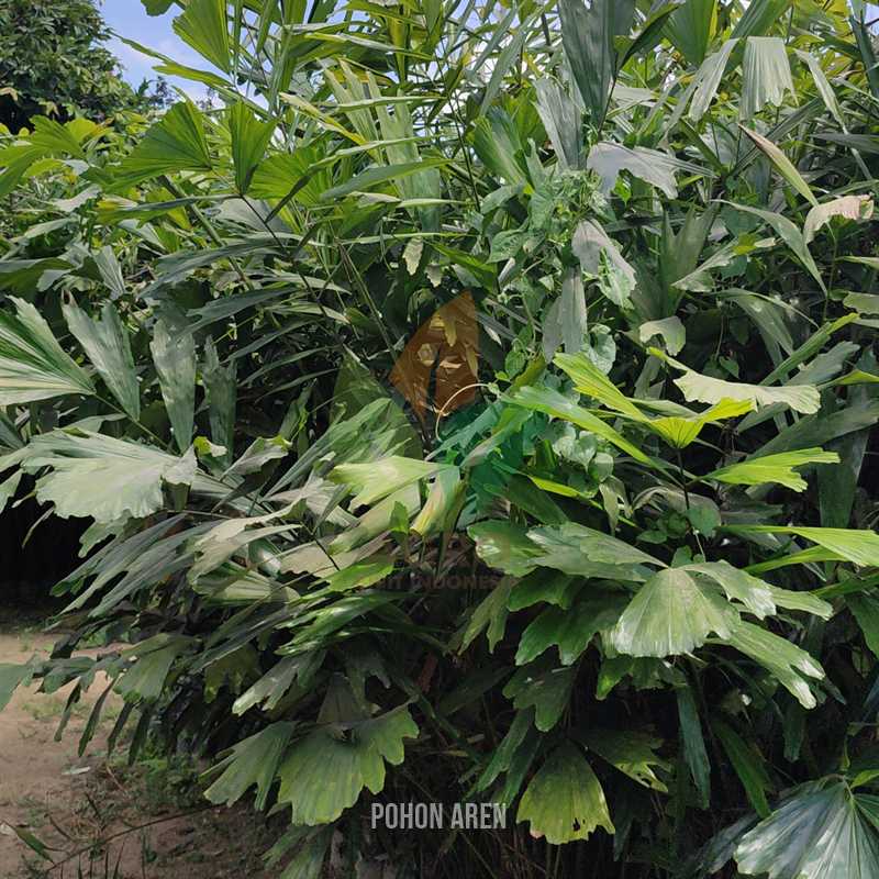 Pohon Aren 2-3 Meter UP
