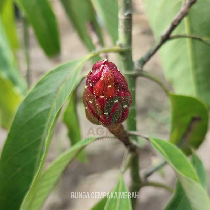 Bunga Cempaka Merah Asli